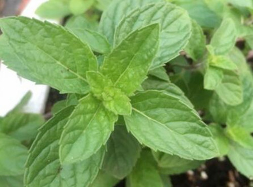 How much is the basil seed per jin? How to plant it? What are the effects and effects?