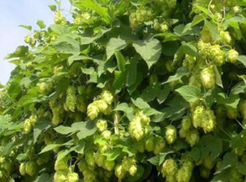 How much is hops per jin in Moraceae? How to plant it? What are the effects and effects?