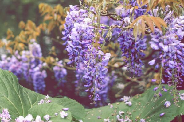 How to grow the seeds of wisteria, a warm temperate plant? When is the best time to plant? What kinds do you have? What colors do you have?