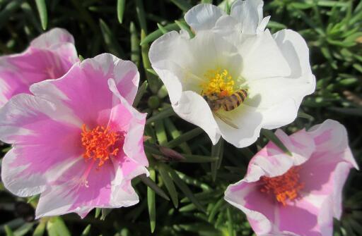 What are the methods and points for attention of sunflower culture in Portulaca oleracea? When will it blossom? What's the moral?