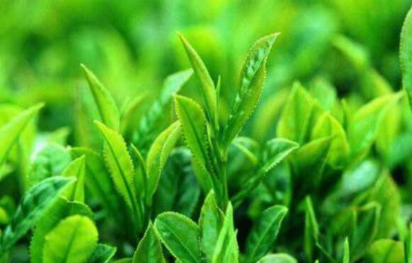 What does Xihu Longjing Tea tea tree look like? How much is the seedling price? Can you make bonsai? (with cultivation points)