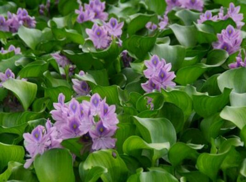 What kind of plant is water hyacinth? How do you plant it? Can I eat it? What's the use?