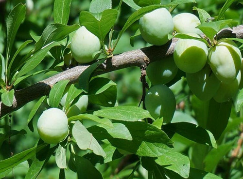 When does the green plum tree blossom and bear fruit? How do you plant it?