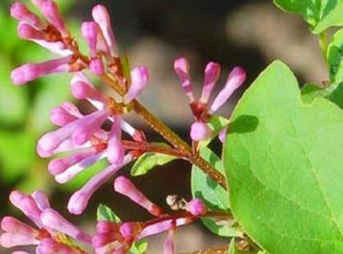 How many years does the red clove species of Oleaceae bloom? How to plant it? What's the use?