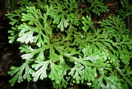 How much is the grass (Selaginella officinalis) per jin? How do you plant it? What are the effects?