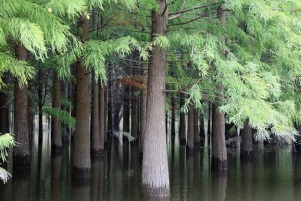 When will Metasequoia glyptostroboides, a rare tree, lose its leaves? What is the medicinal value? How to keep and trim bonsai?