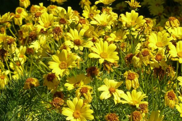 When does golden rooster chrysanthemum usually sow and blossom? How long is the growth cycle? What are the planting methods?