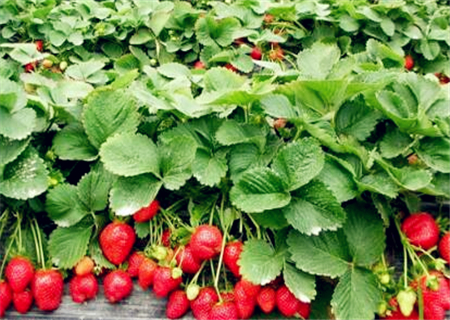 Do strawberries bear fruit all year round? How much does it cost to plant an acre of greenhouse? How much money can I earn?