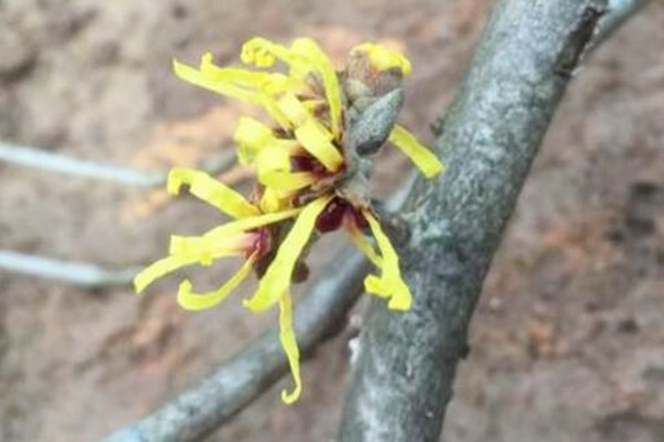 How much is the price of witch hazel seedlings? How to plant it? What are the effects and effects?