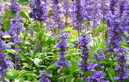 When does the blue sage of Labiatae blossom? How long is the florescence? How much is the market price? Suitable