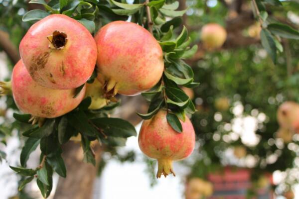 What does an evergreen pomegranate tree look like? Blossom and bear fruit, long black spot, what medicine does heart-eating insect hit? How to manage maintenance?