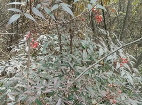 How much is the price of southern bamboo seedlings? Under what conditions will it turn red? How to grow? How many months to blossom?