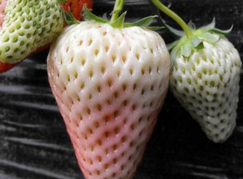 How much is Xiaobai strawberry per jin? How to plant it? What are the effects and effects?