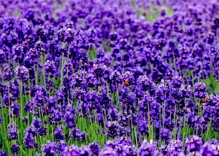 When does lavender blossom? How many times a year? How long is the florescence? Where is it in our country? (with the best planting time)