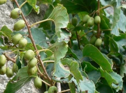 What does the national first-level key protected wild plant rattan jujube look like? How to plant it? What are the effects and effects?