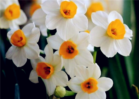 When do daffodils bloom? How to prolong the florescence? How to grow well?