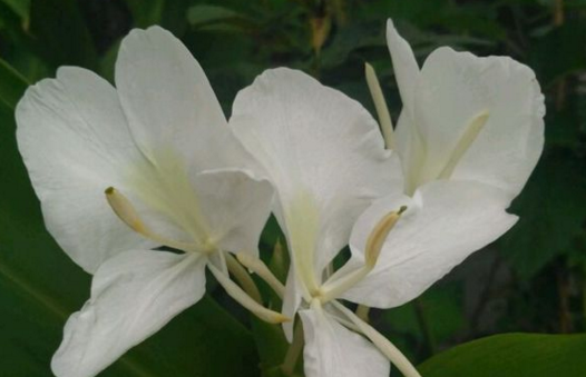 When do ginger flowers usually blossom? Is it poisonous? Can you breed it indoors?