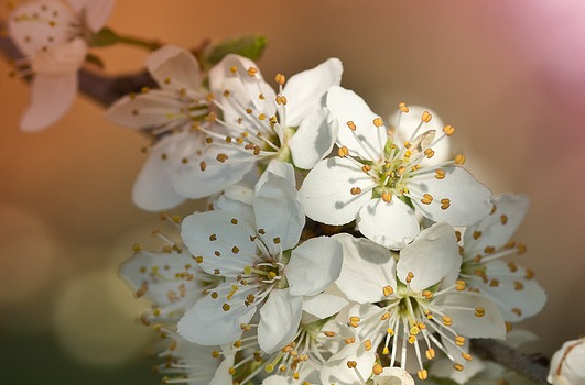 When do pear trees usually blossom? What are the commonly used grafting rootstocks?