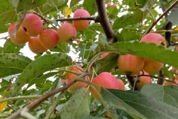 How many years does the sand tree blossom and bear fruit? How to plant it? What are the effects and effects?