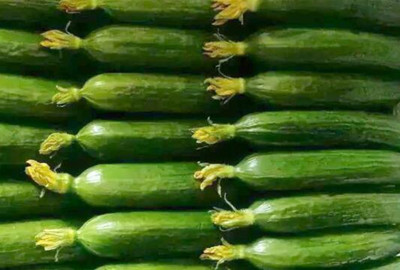 Where is the origin of mini cucumbers? How to plant it? What are the effects and effects?