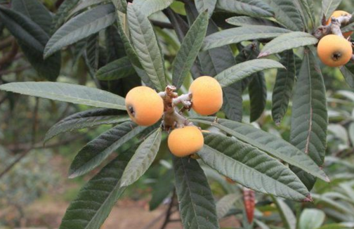 Where is the origin of white jade loquat? When is the flowering period? What are the planting prospects?