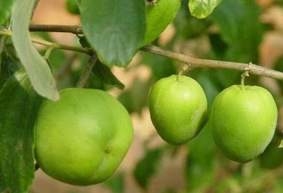 How much is the green jujube sapling price? How many years do you want to bear fruit? What are the planting techniques?