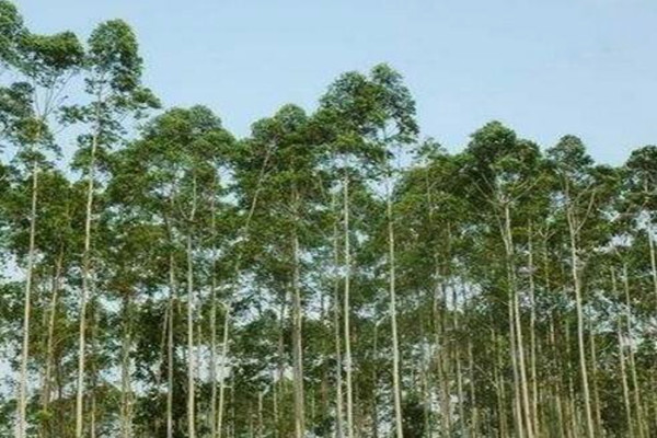 What are the effects and effects of lemon eucalyptus? How to plant it? What are the market prospects?