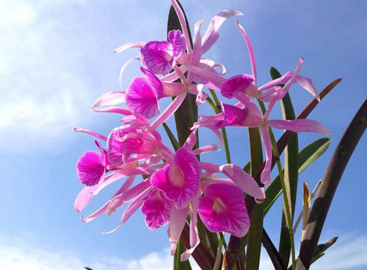 How many times a year does Catalan bloom? How to maintain it well?