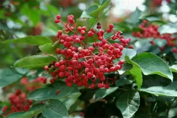 How to plant prickly ash? How many years can you bear pepper? How much is the profit per mu of land?