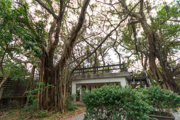 When do banyan trees usually lose their leaves? When will it blossom, bear fruit and grow new leaves? What kind of bonsai is it?