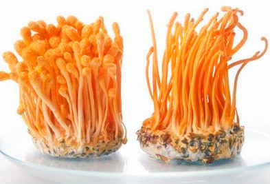 [photo appreciation] how much is the price of Cordyceps sinensis in 2017? What does the fresh Cordyceps sinensis flower look like?