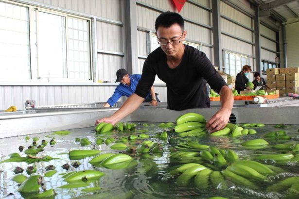 Export bananas rely on strength! Qiantong golden banana is inherently cold-resistant and strict in management, breaking through the sales door.