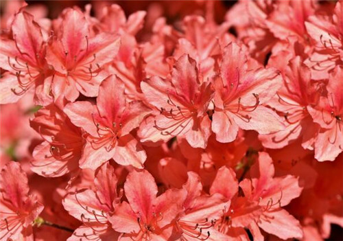 How to raise azaleas (Yingshanhong)? Can it blossom in winter?