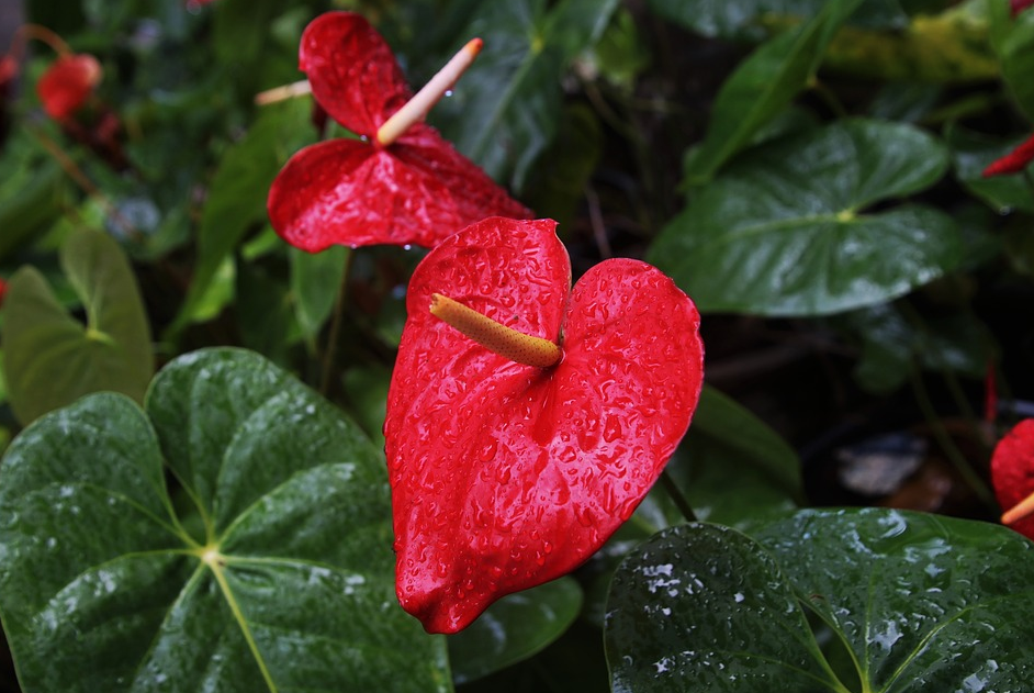 Family Flower cultivation skills: cultivation methods of Anthurium andraeanum