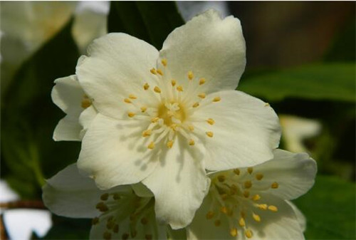 How to raise jasmine, a vine? How to trim? Only by knowing these points can beautiful flowers bloom!