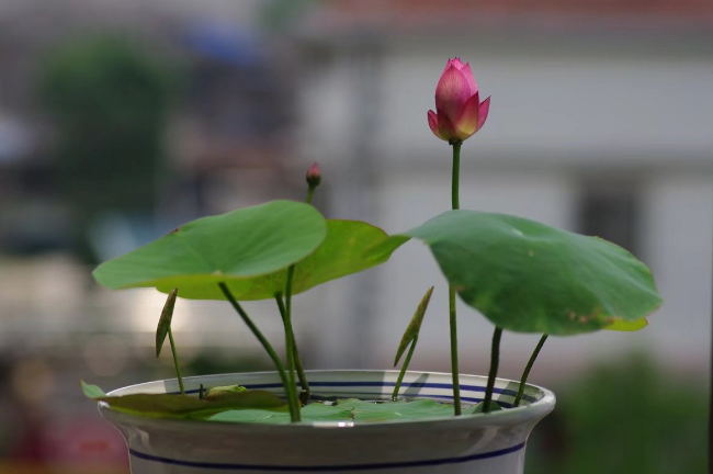 What is a bowl of lotus? How do you raise it at home? What are the precautions?