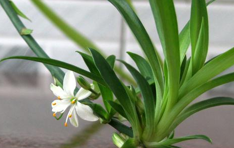 Cutting methods of Ten kinds of Common Family Flowers