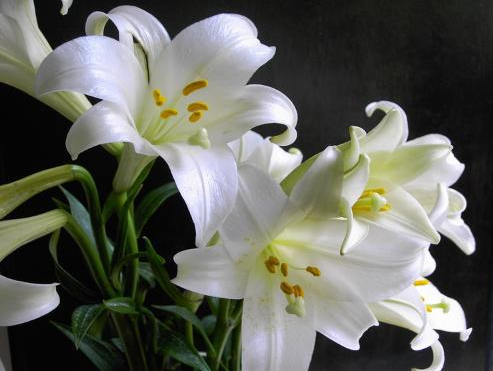 How to grow lilies? Is it poisonous to put it indoors?