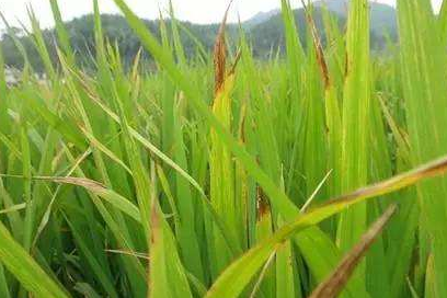 What is the reason for the yellowing of rice seedling leaves? How to govern effectively? How to prevent and cure?