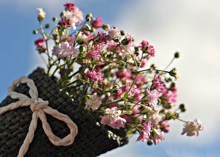 Family flower cultivation skills: planting methods of Gypsophila paniculata