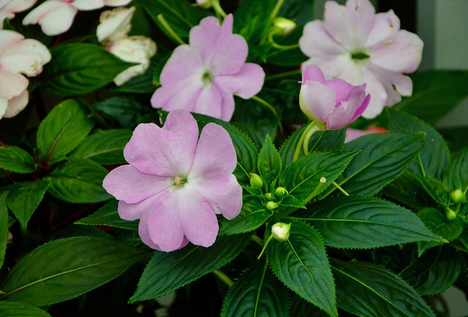 What's with the rotting roots of impatiens? What shall I do? How to get through the winter safely?