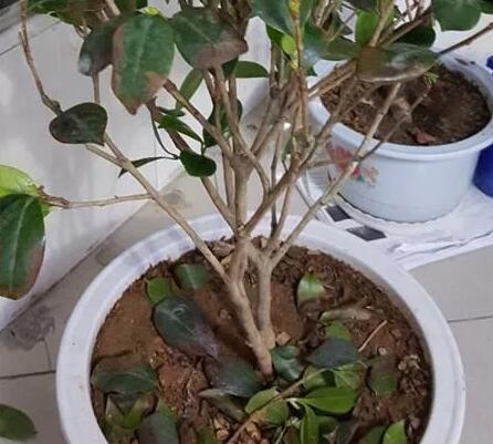 Four reasons for the loss of leaves of domestic potted camellias and their solutions