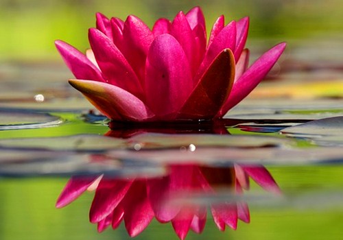 Why do water lilies close at night? What are the planting methods? What's the difference with lotus and bowl lotus?