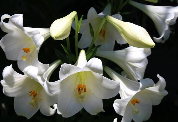 How to grow lilies? It's actually very simple! 5 big steps to teach you by hand ~