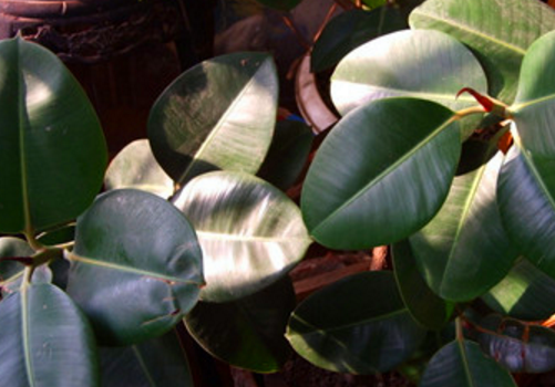 How did the rubber tree lose its leaves? Attach breeding methods and matters needing attention!