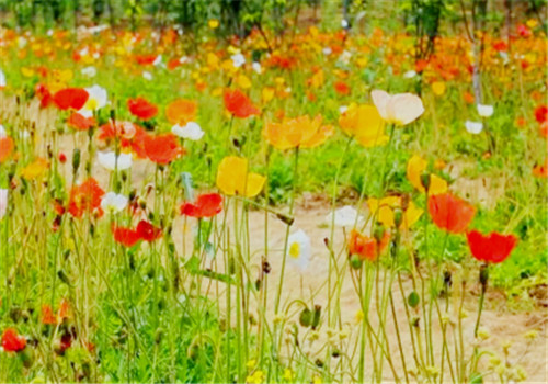 Is Beauty Yu poisonous? What's the difference between poppy and poppy? Is it illegal to plant Yu Beauty?