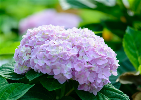 Is hydrangea poisonous? How to breed it? How to change the color? (with color blending skills)