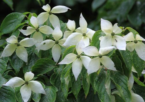 How to do gardenia leaves yellowing? How do you water it? When will you trim it?