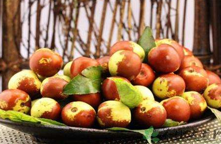 Does it make money to grow winter dates? How to plant winter jujube trees? How to manage it?