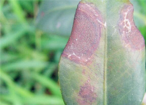 Are plants and animals the same as anthrax? What are the symptoms? How to carry out prevention and control? People can be treated with anthrax.